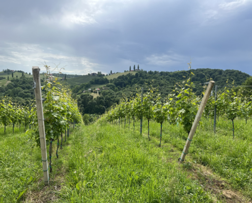 Weinreben auf Bergen