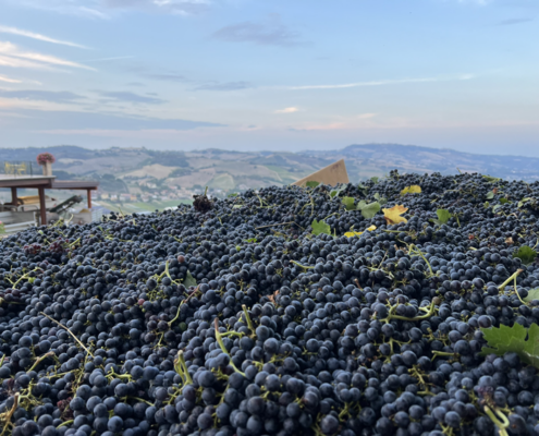 Berg von Weintrauben Berg von Weintrauben