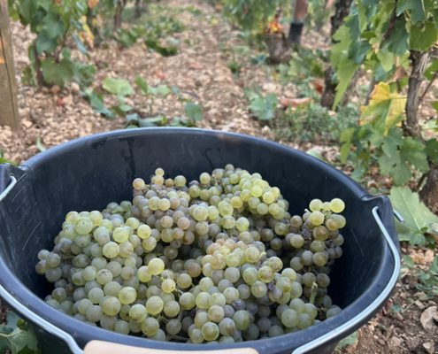 Weintrauben in einem Eimer Weintrauben in einem Eimer