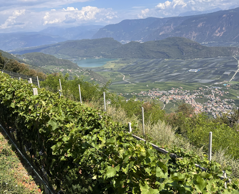 Weinreben am Hang Weinreben am Hang