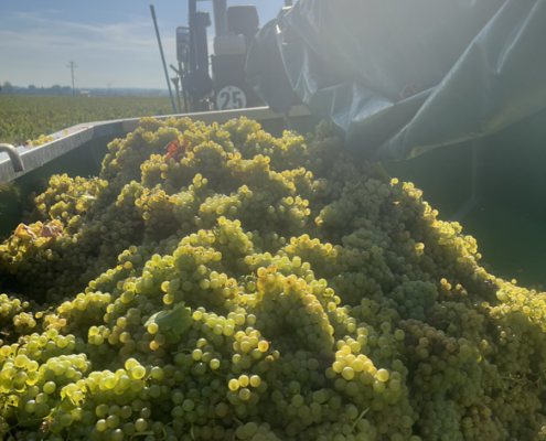 Weintrauben auf einem Traktor Weintrauben auf einem Traktor